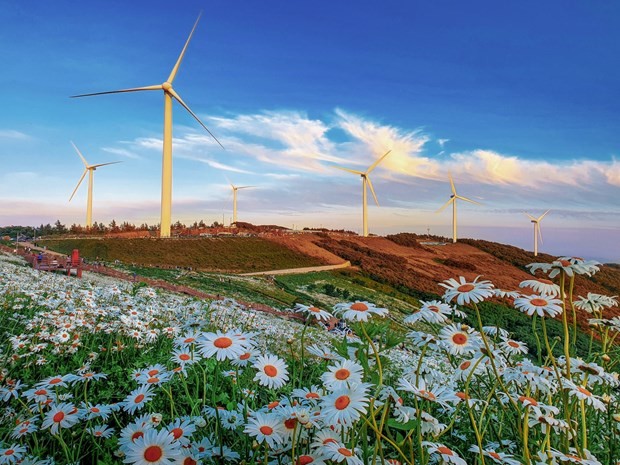 Fleurs de chrysanthème sur la montagne de Cheongsan, Gangwon-do, une des destinations touristiques incontournables de nombreux jeunes touristes vietnamiens. Photo : baotintuc.vn