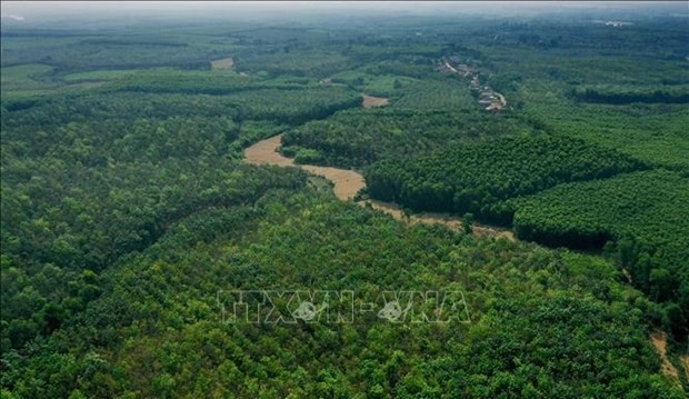 La forêt dans la province de Quang Tri. Photo: VNA