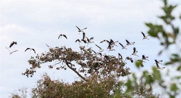 Le parc national Lo Go - Xa Mat a vu un troupeau rare de 1 000 cigognes migrer vers la forêt. Photo : VNA.