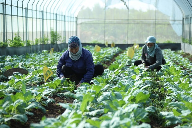 Hanoï : approbation d’une résolution pour encourager le développement agricole et rural