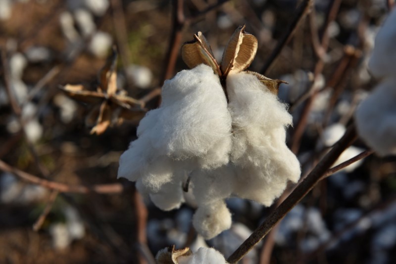 La filière du coton d’Australie veut renforcer sa coopération avec le Vietnam 