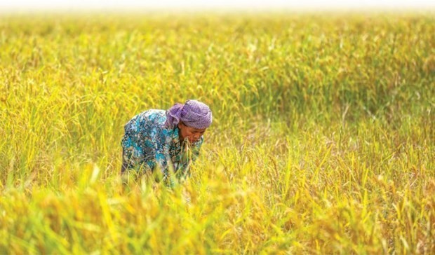 Cambodge-Indonésie : coopération dans le commerce de riz