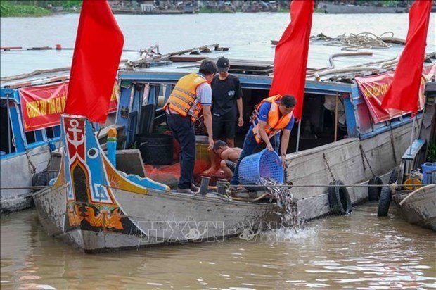 Plus d’un million d’alevins ont été lâchés dans la rivière Hâu. Photo: VNA 