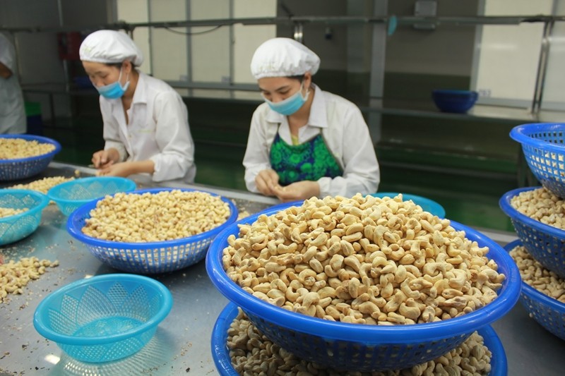 La filière de noix de cajou a réalisé une valeur à l’exportation de 2,3 milliards de dollars en 8 mois (+9%). Photo: TNO