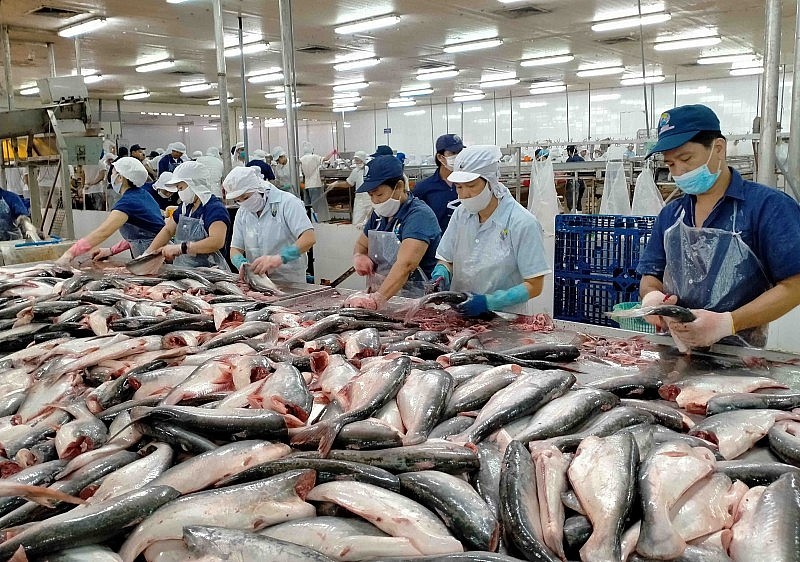 Les exportations vietnamiennes de poisson chat ont connu une hausse de 41 % après 10 ans 