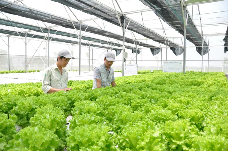 La province de Quang Ninh développe des modèles de production agricole intelligente. Photo : https://thoibaotaichinhvietnam.vn/