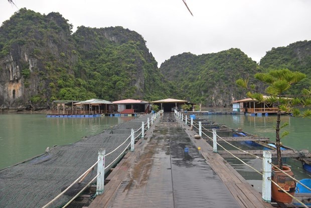 Zone de conservation du village de pêcheurs de Vung Viêng dans la baie de Ha Long, province de Quang Ninh. 