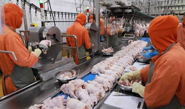 Transformation de la viande de poulet dans l'usine de la société C.P Vietnam dans le parc industriel de Phu Nghia, district de Chuong My, en banlieue de la capitale Hanoï. Photo : VNA.