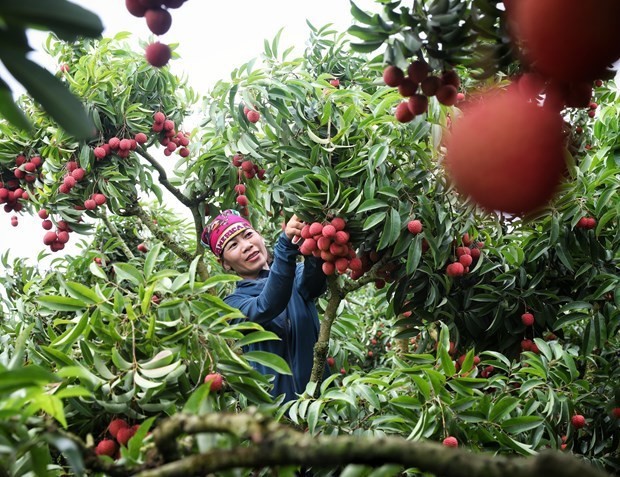 Récolte de litchis dans un ménage du district de Luc Ngan, province de Bac Giang. Photo : VNA. 