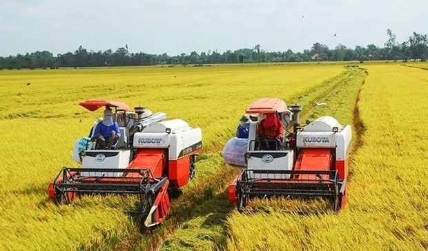 Le Vietnam pourrait exporter cette année plus de 8 millions de tonnes de riz. Photo : VNA.
