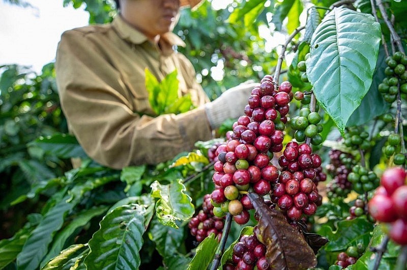 Récolte du café. Photo : baocongthuong