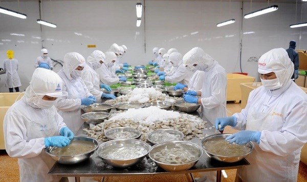 Une usine de transformation des crevettes pour les exportations. Photo : VNA