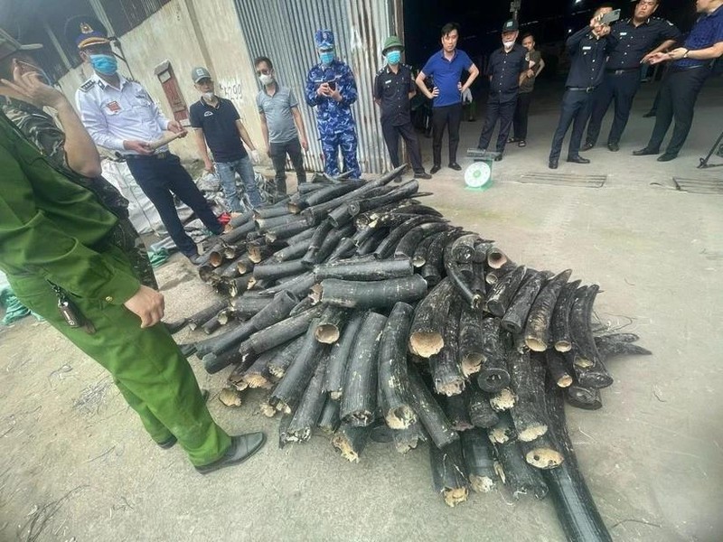 Les ivoires illégales saisies à la ville de Hai Phong (au Nord-Est du Vietnam). Photo : VNA.