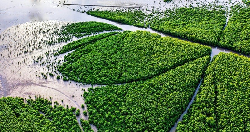 Forêt de mangrove dans le district de Ngoc Hien, province de Cà Mau. Photo : VnExpress.