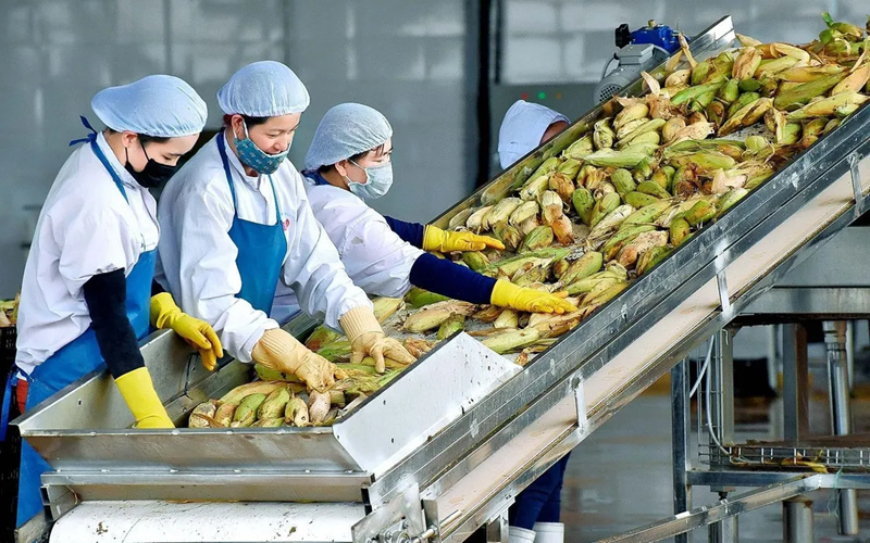 Transformation des produits agricoles. Photo: VTV.