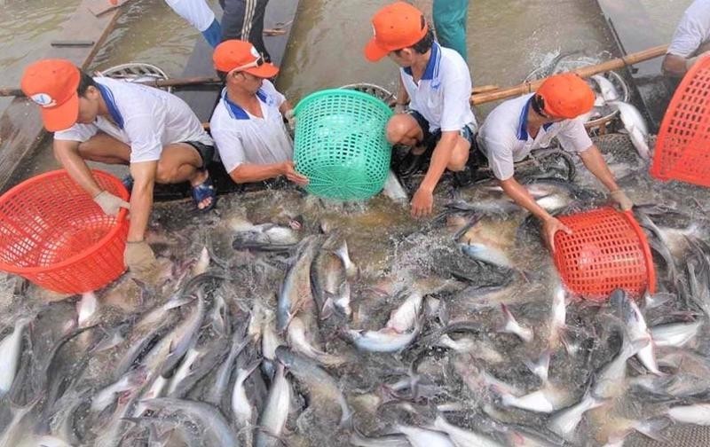 Les taxes antidumping constituent depuis longtemps un obstacle commercial majeur à l'exportation de pangasius du Vietnam vers les États-Unis. Photo : congthuong.vn