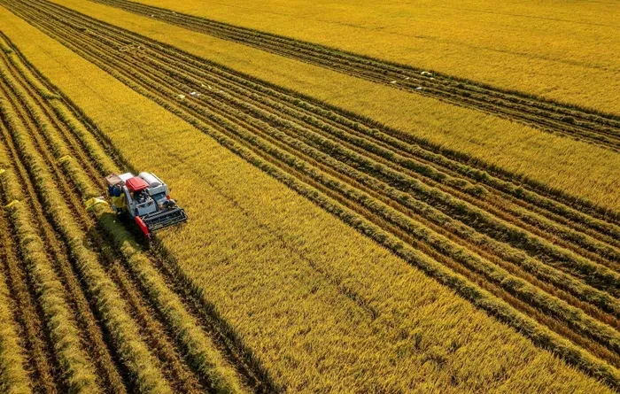 Sur la voie du développement durable, l'agriculture du Vietnam ne peut rester à l'écart de la mise en œuvre de l'engagement du Vietnam à zéro émission nette (net zéro). Photo : daidoanket.vn