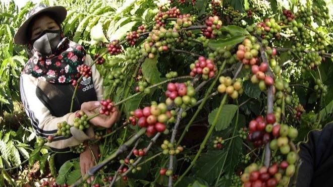 Le Vietnam dispose actuellement d’un grand avantage avec une offre abondante de Robusta, des coûts compétitifs et une qualité de plus en plus améliorée. Photo : NDEL.