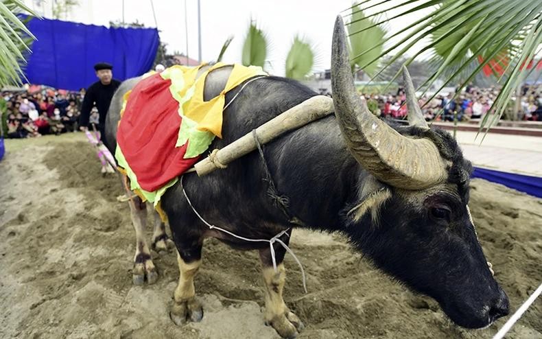 Cérémonie de labourage lors de la Fête de Lông Tông. Photo : NDEL