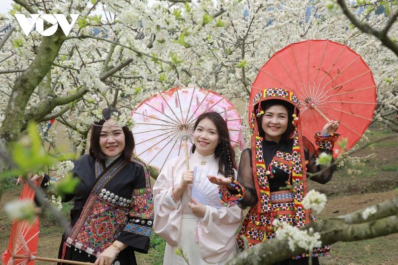 La saison des fleurs de prunier fascine de nombreux voyageurs lorsqu’ils visitent Môc Châu aux premiers jours du printemps. Photo : VOV.