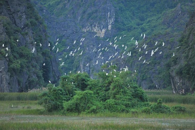 Le Vietnam est considéré comme l’un des sites les plus importants pour les oiseaux migrateurs et endémiques. Photo : VNA.