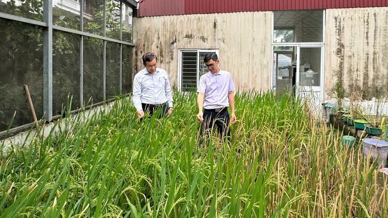 La zone expérimentale de recherche sur le riz de l'Institut de génétique agricole. Photo : NDEL.