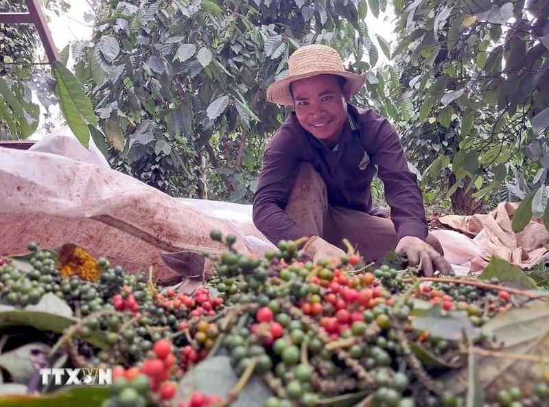 Au cours des deux premiers mois de l’année, le Vietnam a exporté 28.000 tonnes de poivre pour 188,7 millions de dollars. Photo: VNA