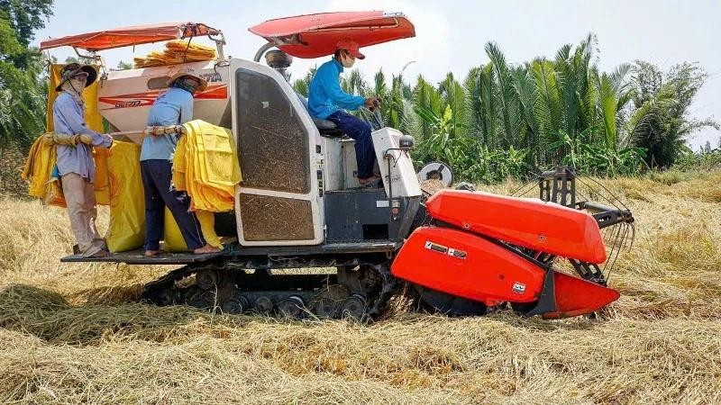 Récolte de riz dans la province de Soc Trang. Photo : NDEL