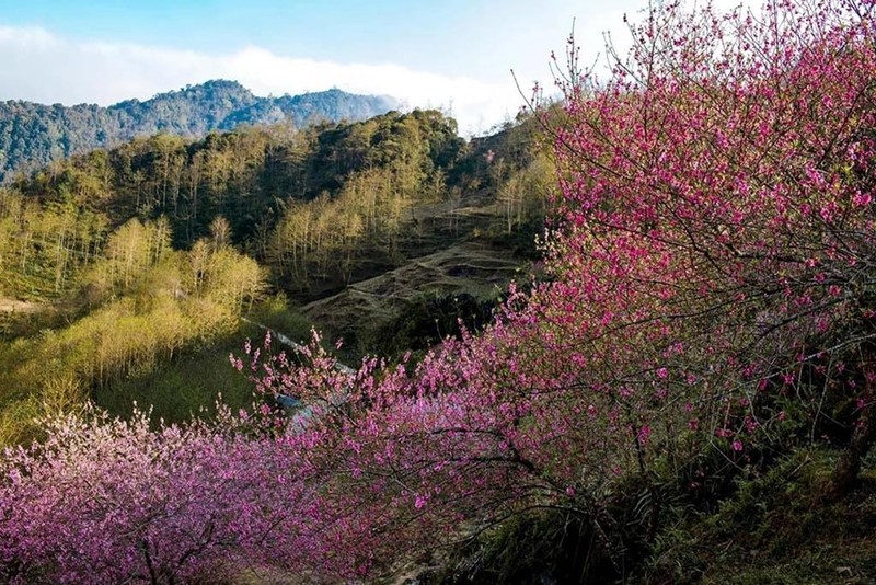 Les cerisiers fleurissent magnifiquement à Hà Giang. Photo : Vnexpress.