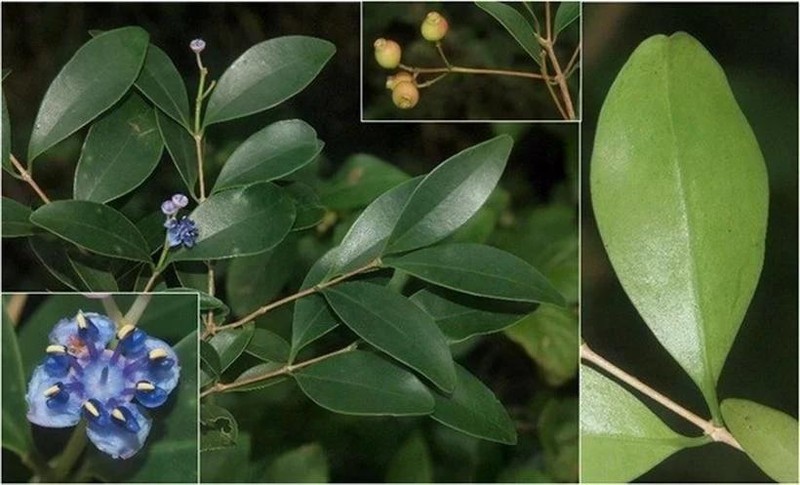 « Sầm cuống dài » (Memecylon longipedunculatum), l'une des trois espèces nouvellement découvertes au parc national de Nui Chua. Photo : VNA.