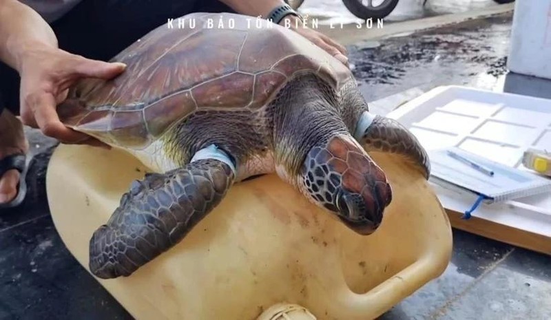 L'animal, pesant environ 12 kg, est actuellement soigné avant d'être relâché dans son habitat naturel. Photo : VNA.