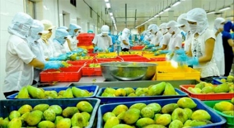 Le Vietnam, acteur clé du marché américain des fruits transformés. Photo d'illustration/VGP.
