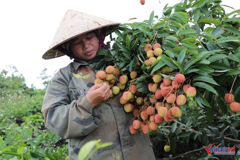 Les grappes de litchis bien mûrs sont le fruit de nombreuses années de labeur acharné du couple Ngoc. Photo : Hai Duong.