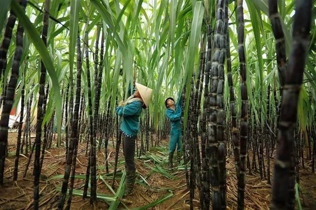 Des agriculteurs récoltent la canne à sucre dans la province de Hoa Binh. Photo : VNA/VNS.