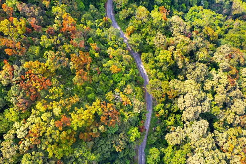 Son Tra entre dans sa saison de changement de feuillage.