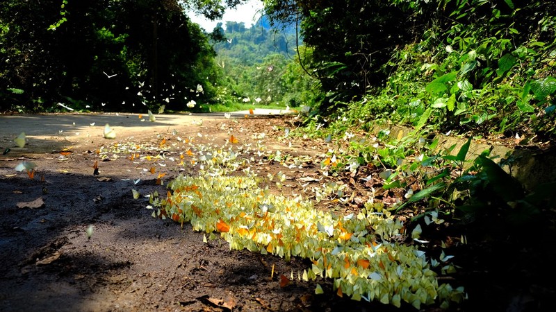 Le parc national de Cuc Phuong à Ninh Binh (au Nord du Vietnam) couvre une superficie de 25 000 hectares, avec une flore et une faune riches et diversifiées typiques des forêts tropicales humides. Photo : laodong.