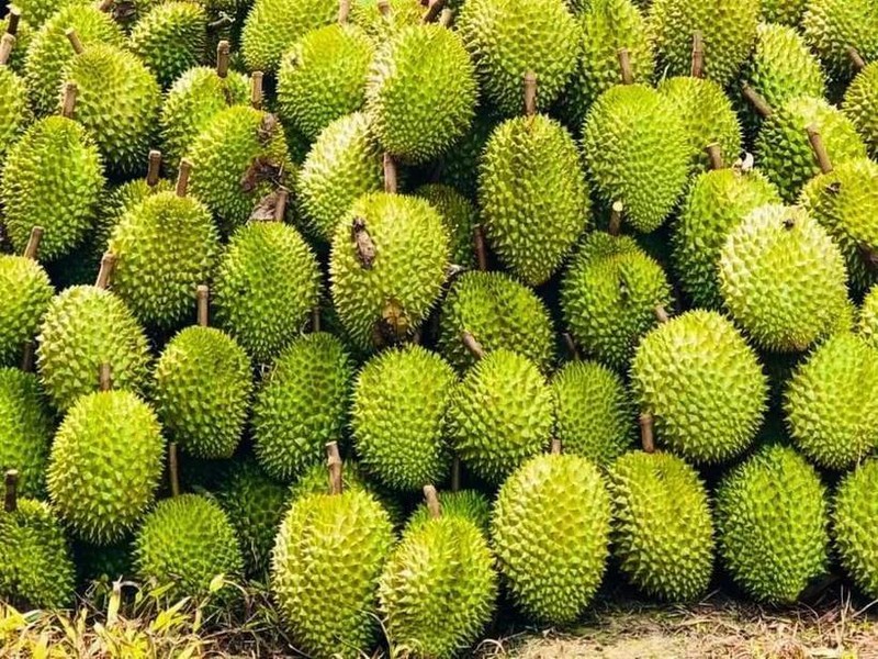 La Chine a officiellement mis à jour et approuvé 829 codes de zones de culture et 131 codes d'installations d'emballage pour le durian vietnamien. Photo : VNA.