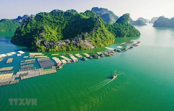 L'élevage de poissons en cage dans la baie de Gia Luan-Cat Ba (ville de Hai Phong, au Nord-Est du Vietnam) crée un beau paysage attirant les touristes. Photo : VNA.