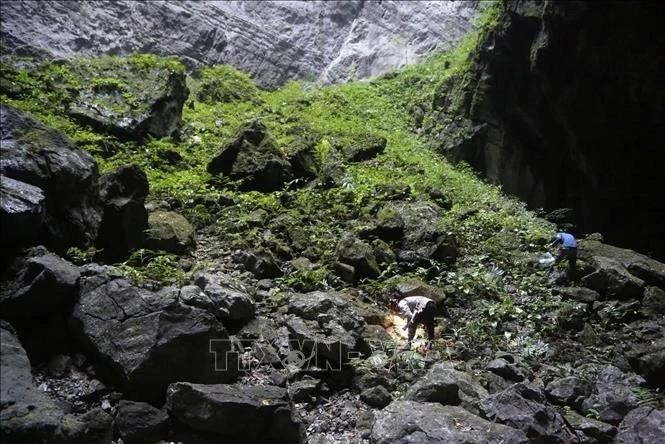 Une équipe de recherche du Musée de la nature du Vietnam a découvert une nouvelle espèce d'escargot terrestre dans la grotte de Son Doong, dans la province de Quang Binh. Photo : VNA.