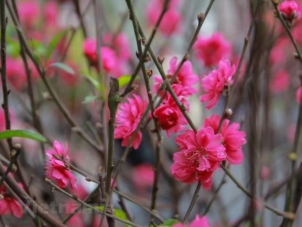 Fleurs de pêcher.