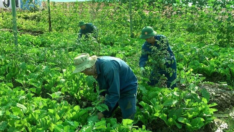 Des jardins potagers luxuriants du corps du génie de l’armée vietnamienne à Abyei. Photo fournie par l’équipe de génie militaire No3 du Vietnam. 