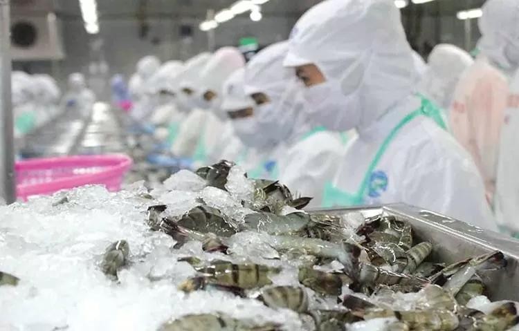 En 2024, le Vietnam a exporté pour 843 millions de dollars de crevettes vers le marché chinois, soit une augmentation de 39 % en glissement annuel. Photo: congthuong.vn