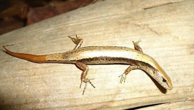 Espèce de lézard baptisée Scincella truongi Pham. Photo : VNA. 