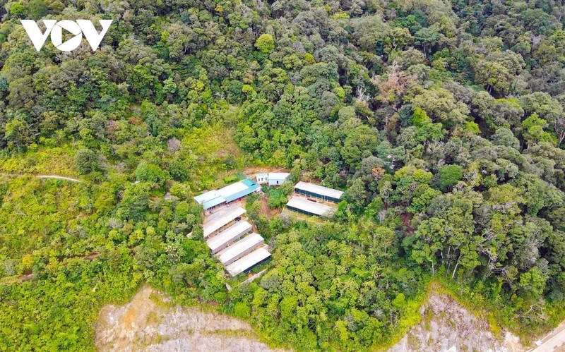 La province de Quang Nam s’est fixée pour objectif de devenir la grande productrice de plantes médicinales du Centre et des Hauts Plateaux du Centre. Photo: VOV.