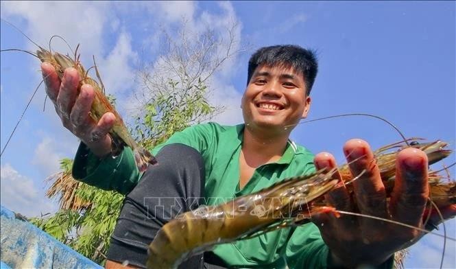 Crevettes d'élevage de haute qualité au hameau 6, commune de Luong Nghia (district de Long My, province de Hau Giang). Photo : VNA. 