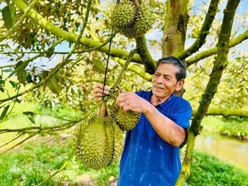 Chin Em et ses durians. Photo: Hông Câm/danviet.vn 