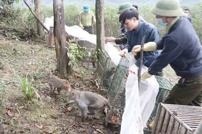 Les autorités ont relâché 90 animaux sauvages dans le parc national de Vu Quang à Ha Tinh. Photo : laodong.vn 