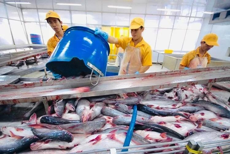 La Chine reste la principale destination des pangasius vietnamiens. Photo : congthuong