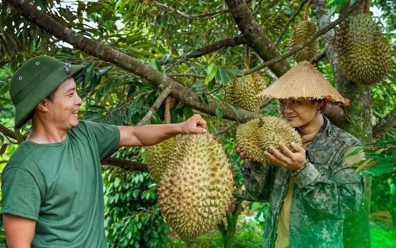 Face aux exigences de plus en plus strictes des marchés mondiaux, le Vietnam doit lever plusieurs freins pour s’imposer comme un fournisseur agricole de confiance. Photo : Vneconomy 