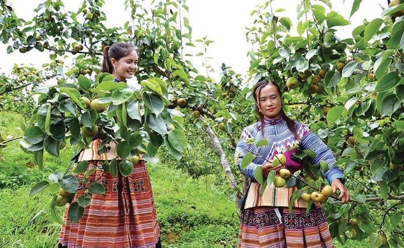 Une plantation de poiriers dans la province montagneuse de Lào Cai (Nord). Photo : VNA/CVN 